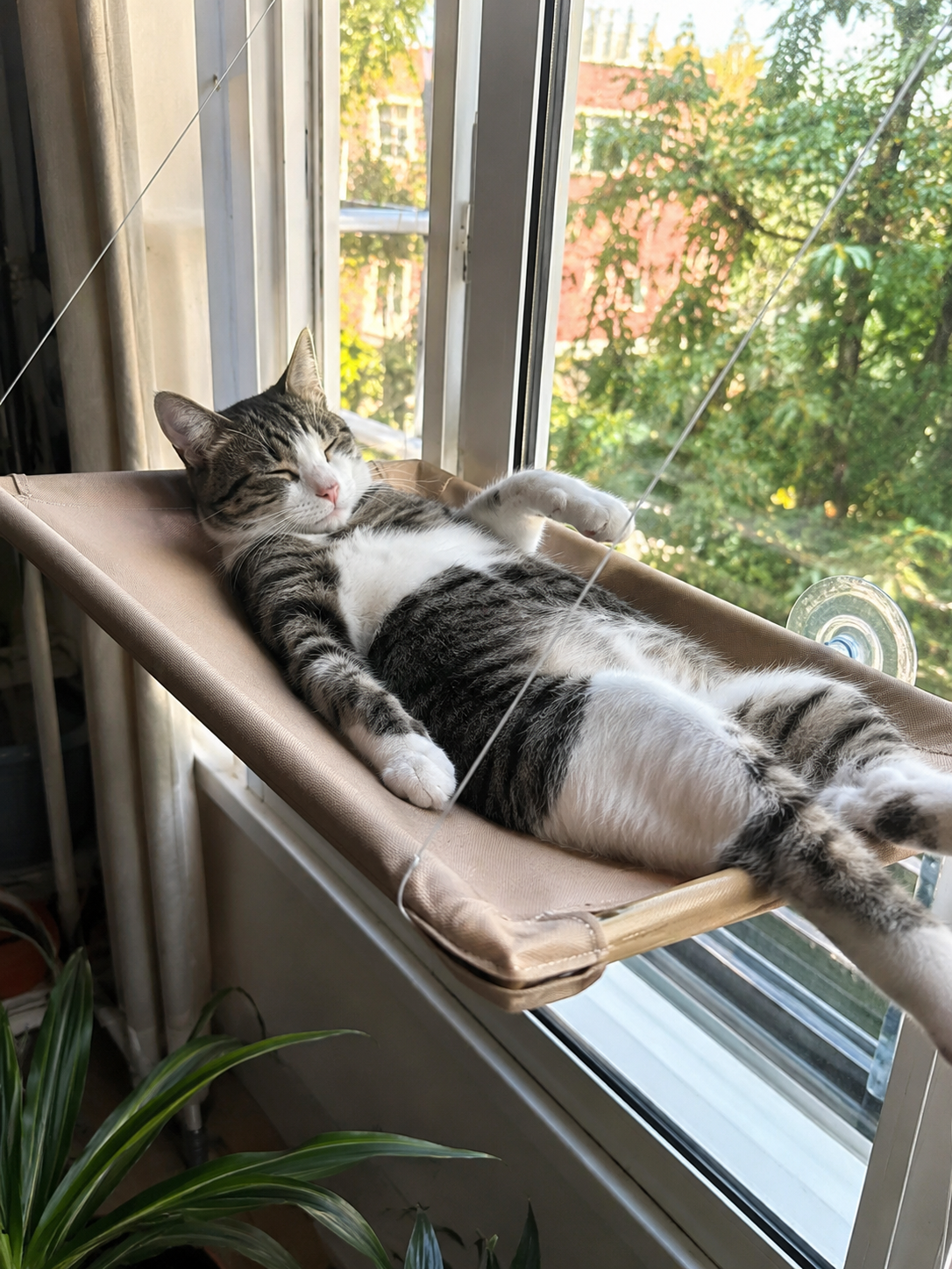 Hamac Fenêtre pour Chat — Coin Soleil, Installation Facile
