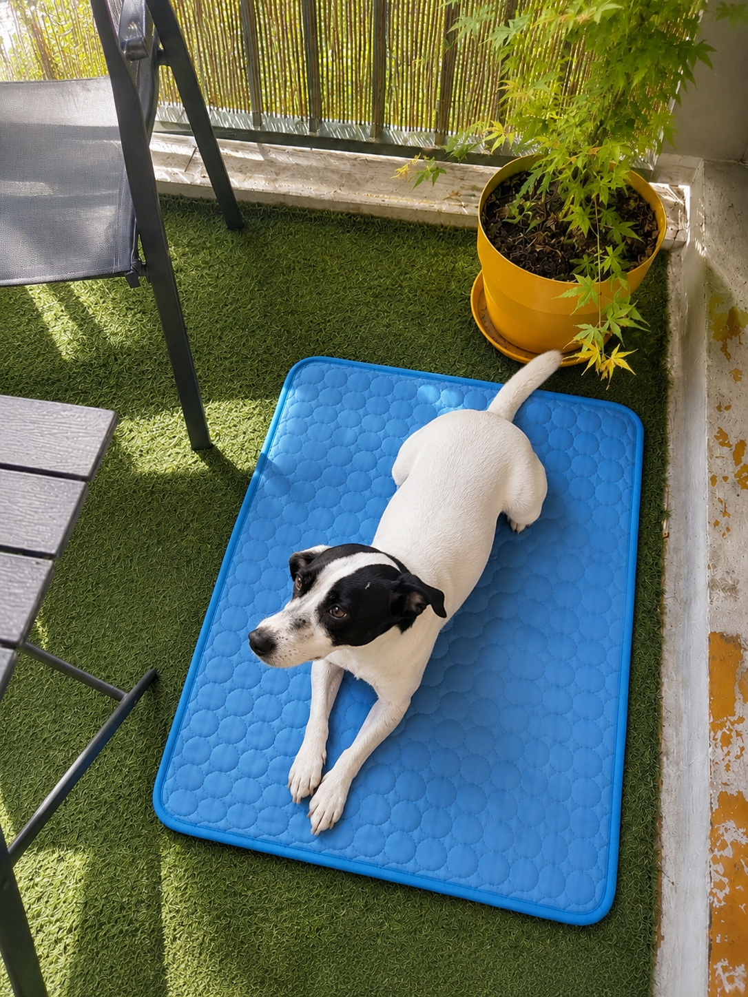 Tapis Rafraîchissant pour Chien & Chat — Confort Été, Toutes Tailles